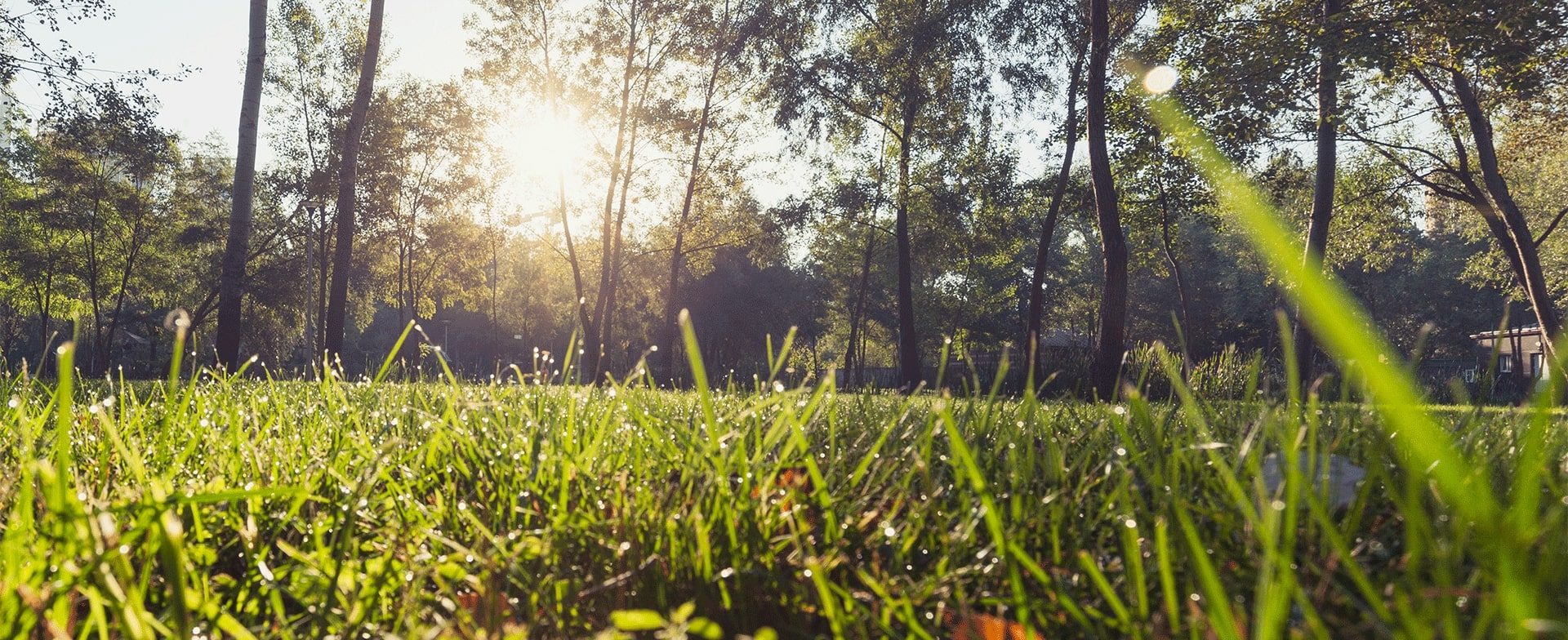 LAWN-AND-TREE-SERVICES