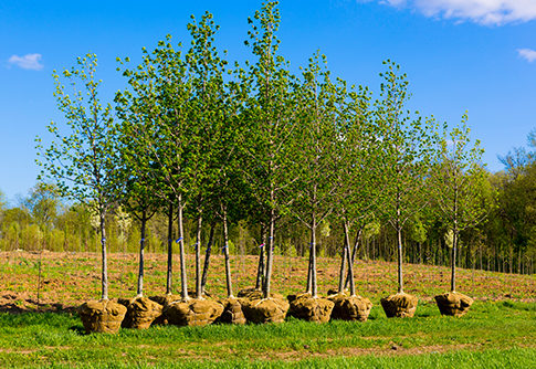 Planting